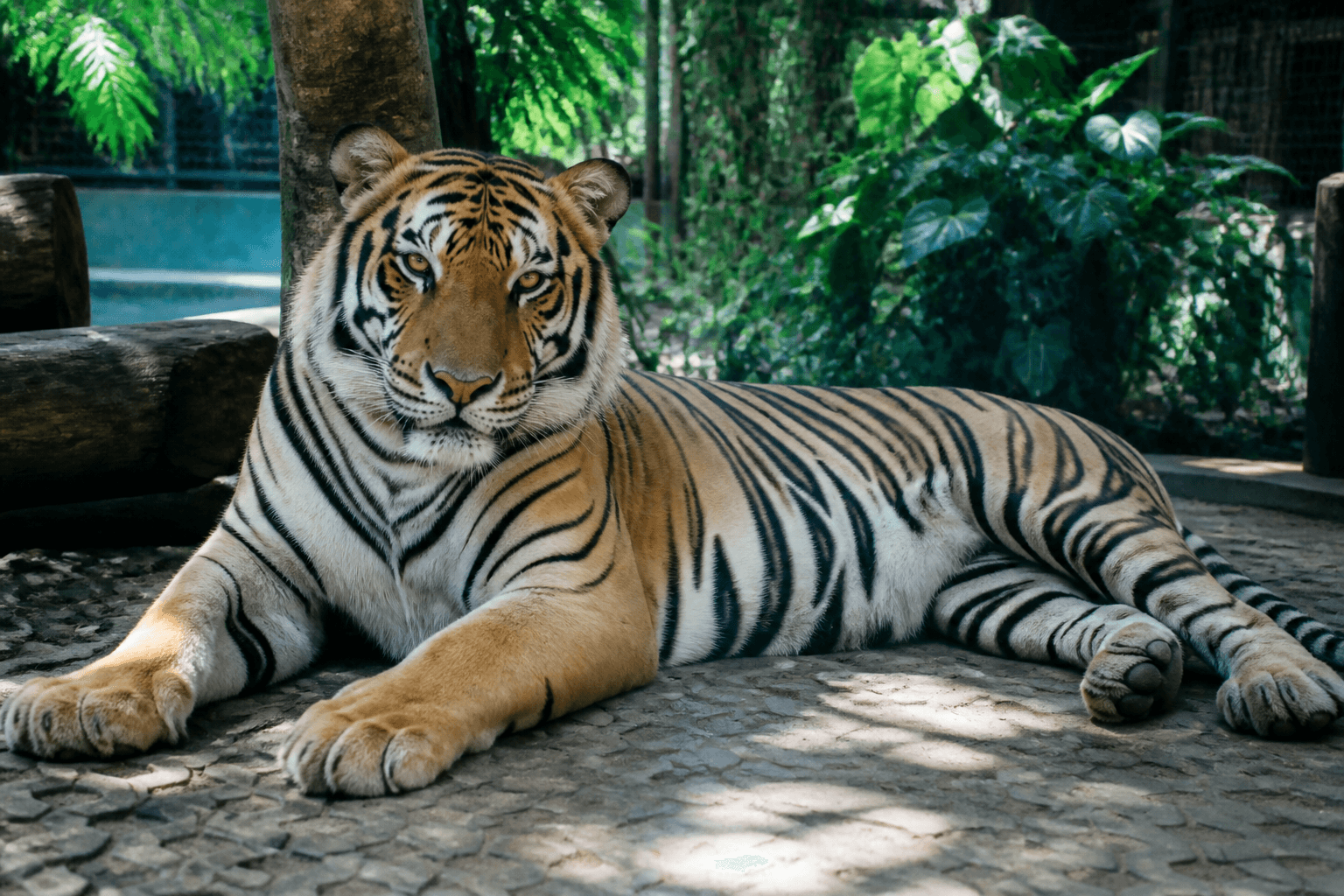 Mae Rim Tiger Kingdom — close wildlife viewing